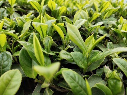 清明茶