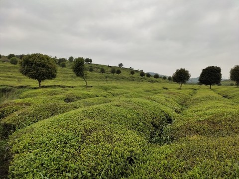 茶山茶園