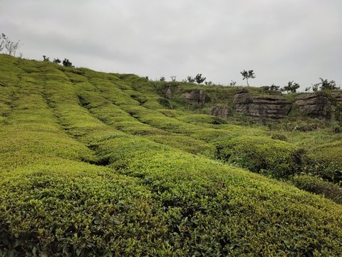 茶樹種植