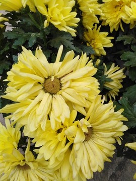 雛菊