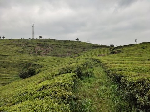 茶樹
