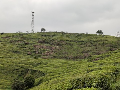 茶樹種植