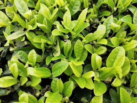 茶葉背景