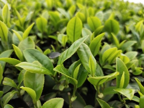 茶葉