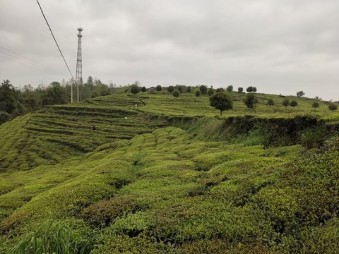 生態(tài)茶園