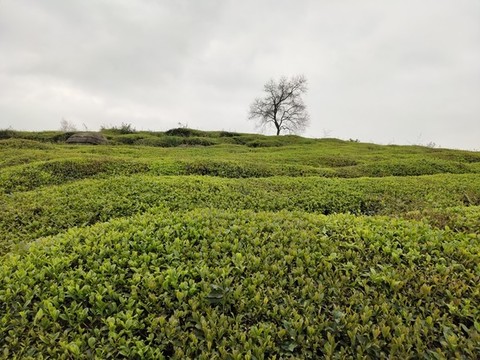 梯田茶園