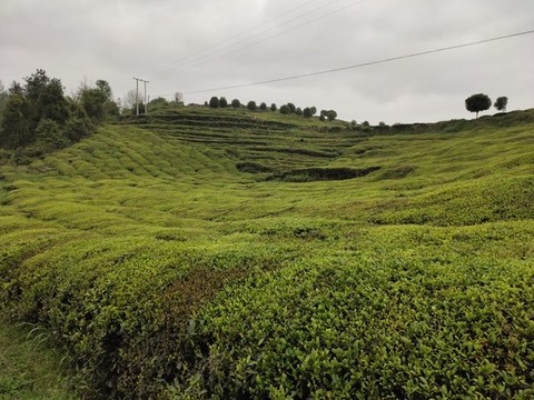 茶園