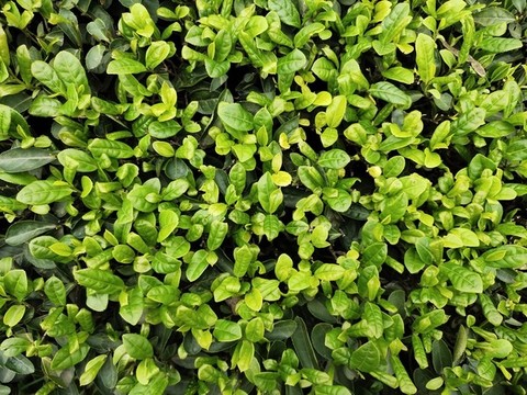 茶樹嫩葉