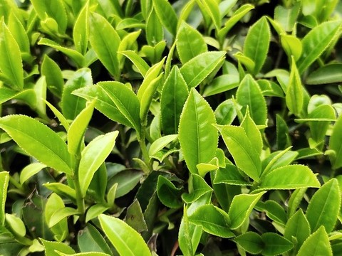 茶葉特寫