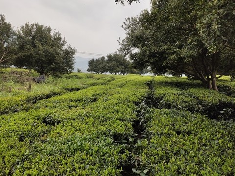 茶樹(shù)種植