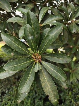 楊梅樹枝葉