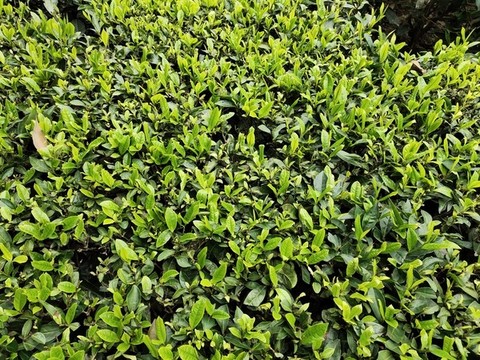 茶葉