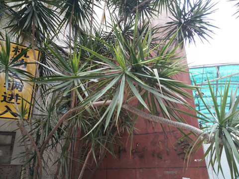 劍花卉