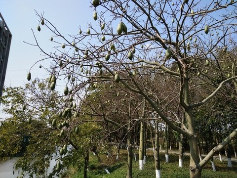 木棉樹
