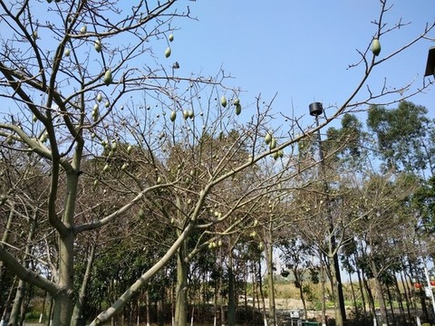木棉樹