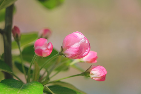 海棠花