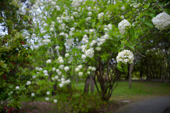 瓊花