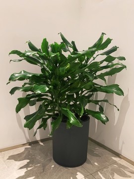 香龍血樹(shù)
