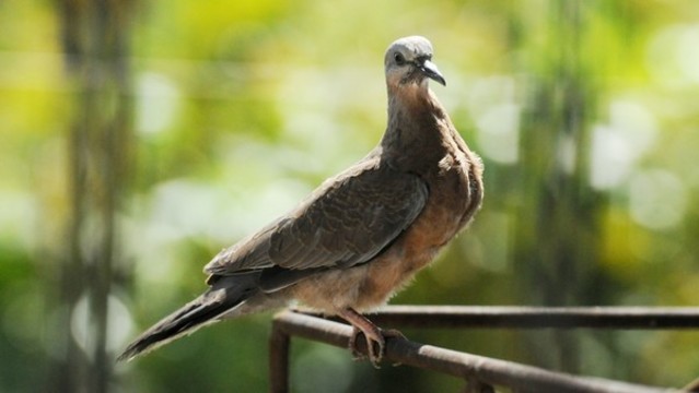 斑鳩