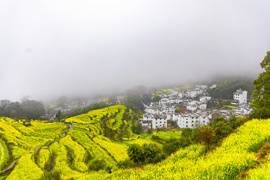 江嶺油菜花