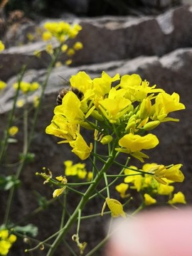 油菜花與小蜜蜂