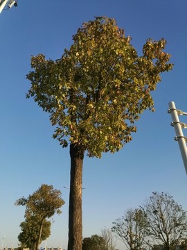 城市景觀樹