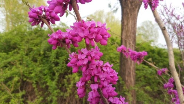 鮮艷豆莢