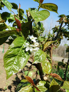蘋果花
