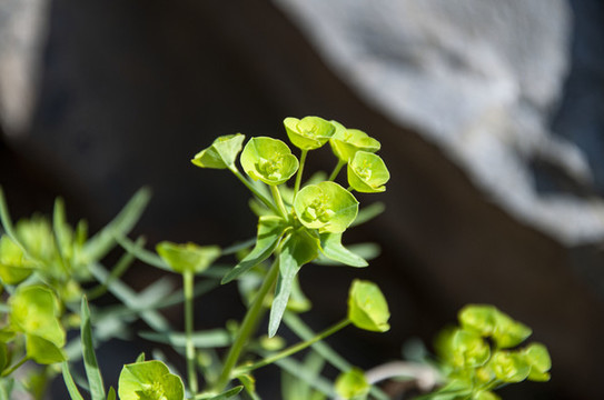 植物