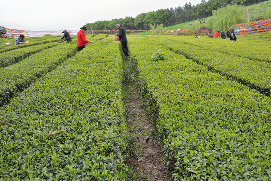 茶山風(fēng)光