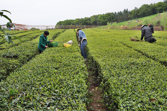 茶山風光