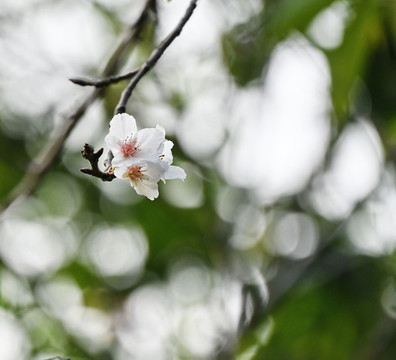 櫻花