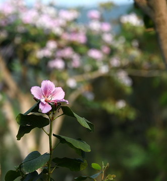 紫荊花