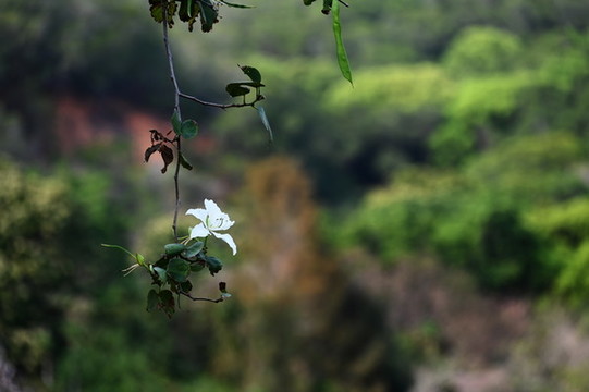 紫荊花