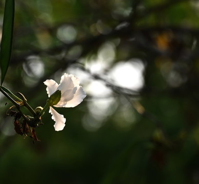 紫荊花