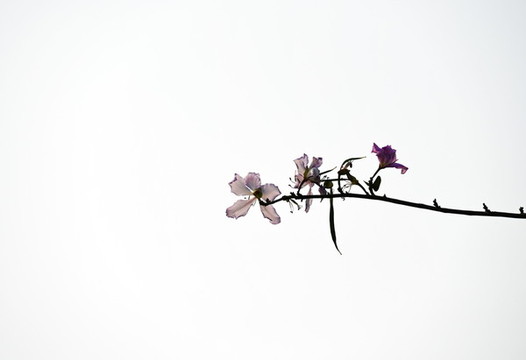 櫻花