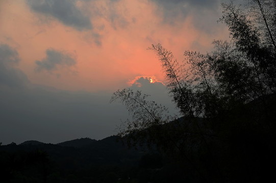 夕陽(yáng)下的竹林