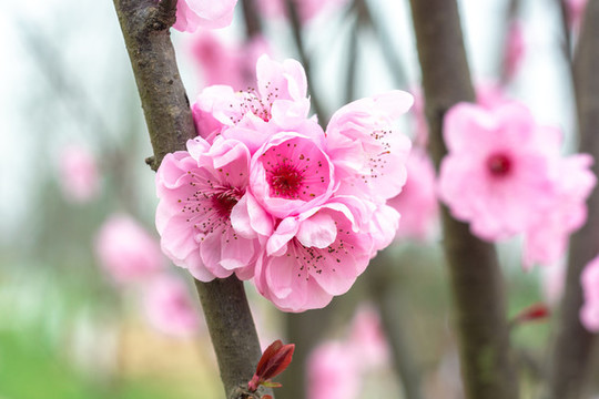 梅花