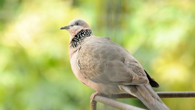 斑鳩