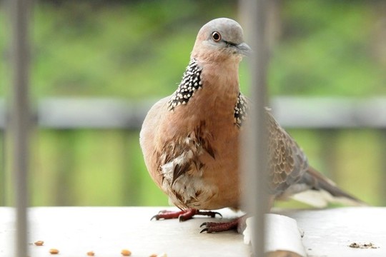 斑鳩