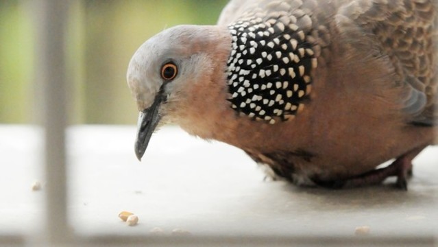 斑鳩