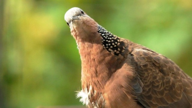 斑鳩