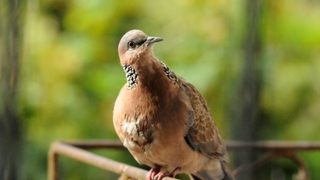斑鳩