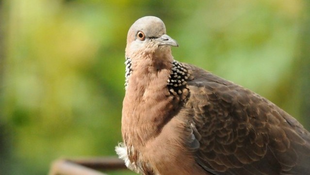 斑鳩