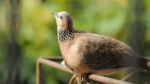 斑鳩