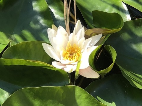 白色蓮花