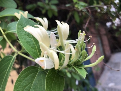 白色金銀花淡妝素裹