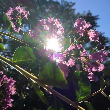 夏日陽光下的花