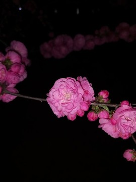 榆葉梅