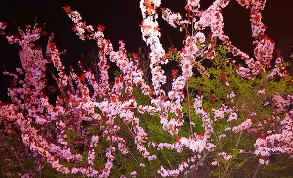 榆葉梅